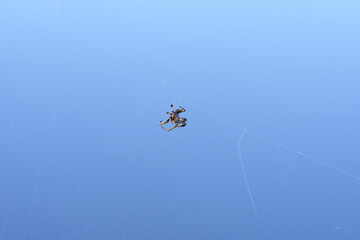 Spider and the web against the blue background
