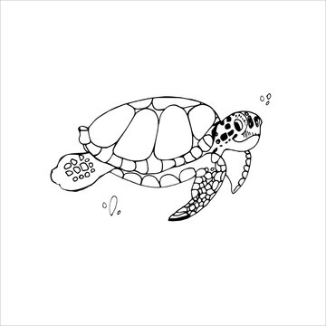 Sea turtle,underwater world, linear freehand drawing, black and white vector drawing