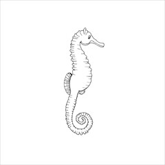 Seahorse,underwater world, linear freehand drawing , black and white vector drawing