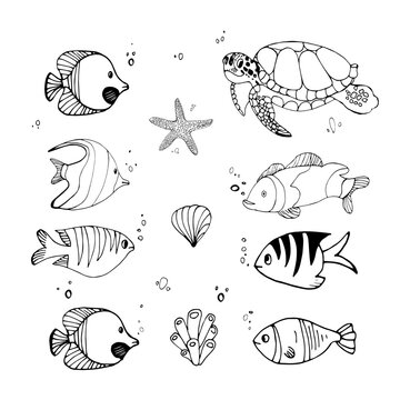 A set of marine animals, sea turtle, clown fish,shells and starfish, jellyfish. Vector linear illustration, black and white hand-drawn illustration highlighted on a white background