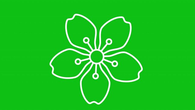 Cherry blossom white icon animation. Animated line flower head rotating. Sakura plant. Loop HD video with chroma key, alpha channel, transparent background. Outline motion graphic animation
