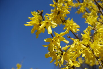Deep blue sky and bright yellow flowers of forsythia in March