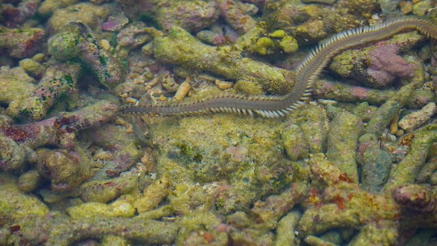Nereis (rag worm) moving slowly in the tide pool with bleached corals as substratum