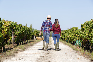 rear view of couple walking between grape vines