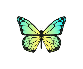 Obraz na płótnie Canvas Beautiful colorful Butterfly