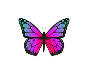 Beautiful pink Butterfly