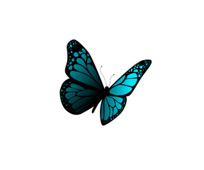 Fototapeta na wymiar Beautiful blue Butterfly