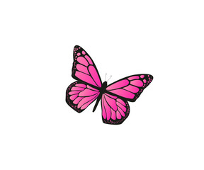 Beautiful pink Butterfly