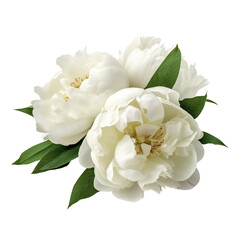 Three very beautiful white peonies. Flower composition. Isolated on transparent background. KI.	
