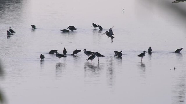 silhouette of water bird and migration bird foraging in pond in early morning,east of THAILAND.