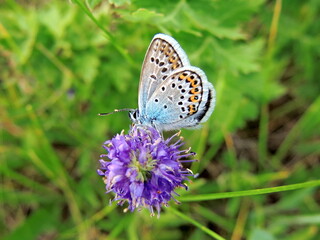 Fototapeta na wymiar Beautiful blue butterfly Lycaenidae on a purple flower on a green grass background. 