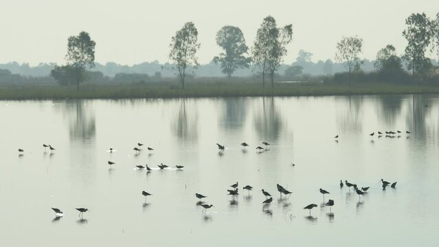silhouette of water bird and migration bird foraging in pond in early morning,east of THAILAND.