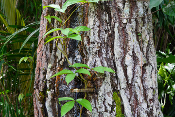 Close up of a pine tree where the sap is taken.