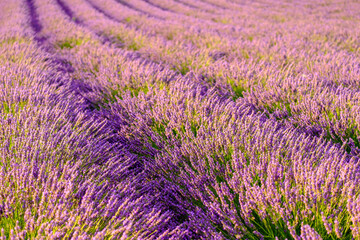 Naklejka na ściany i meble The picturesque view of a lavender field, where rows of flowers align in perfect harmony, offering a breathtaking display that captivates the senses.