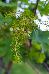 Young unripe grapes, Small grapes on a background of green leaves,unripe bunch of grapes