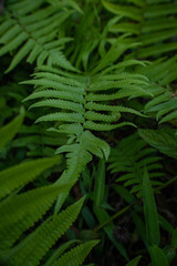 Fern leaf in the forest.