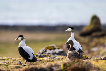 Common eider ducks (somateria mollissima) at the shore of rekjanes, iceland breeding in early summer 