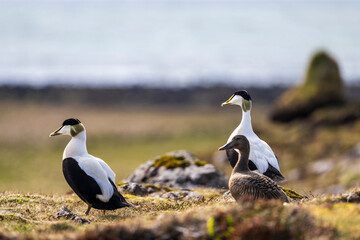 Common eider ducks (somateria mollissima) at the shore of rekjanes, iceland breeding in early...