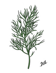Sketch of a dill branch. Green hand drawn dill spicy herb illustration. Vector
