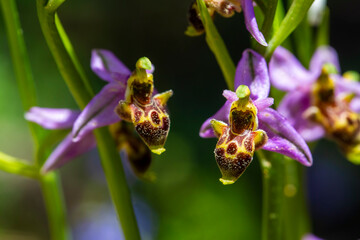 Wild orchid; scientific name; Ophrys minutula