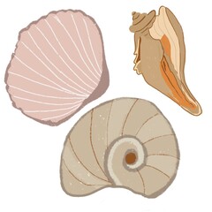  Seashell.Summer time concept.Illustration of hand drawn seashells .Vector illustration.