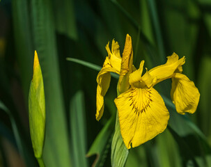 Eine wunderschöne gelbe Blüte einer Sumpflilie