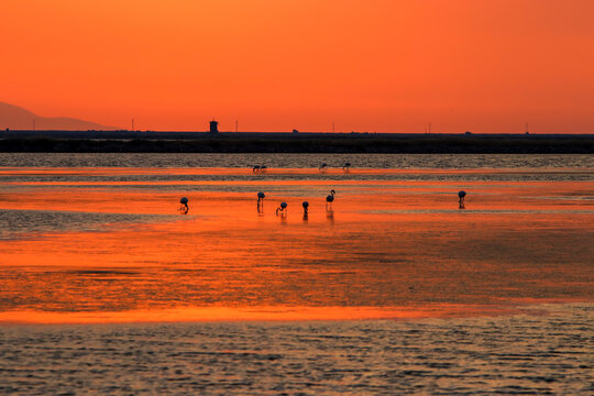 Silhouette of flamingo bird in sunset landscape. Bird paradise - Kus Cenneti - Izmir - Turkey