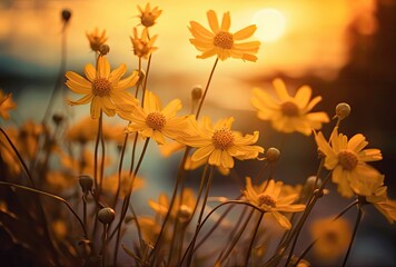 field of yellow flowers at sunset