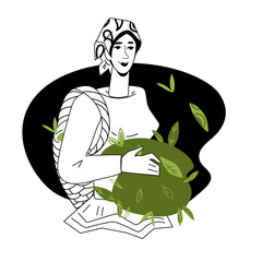 Woman farmer picking harvest of tea plant, flat vector illustration isolated on white background. Design for green and black tea packs. - obrazy, fototapety, plakaty