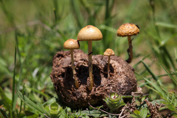 Forest fungi (Protostropharia semiglobata, commonly known as dung roundhead, hemispheric fungus or hemispheric stropharia) growing on a horse dung.