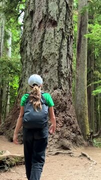 MacMillan Provincial Park A teenage girl stands near a huge tree she travels And she looks at the forest in a green T-shirt 