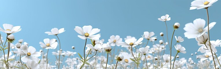 Fototapeta premium branches of blossoming cherry against blue sky. Copy space