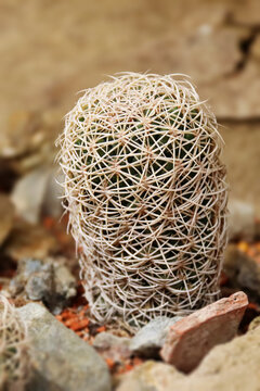 Adorable little cactus called coryphantha retusa. Beehive cactus.