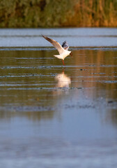 seagull on a lake at sunset