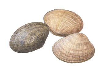 あさり3個　水彩色鉛筆イラスト