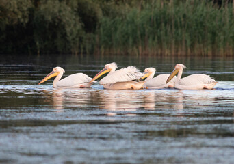 pelicans on the lake at sunset