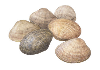 あさり6個　水彩色鉛筆イラスト