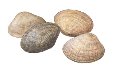 あさり4個　水彩色鉛筆イラスト