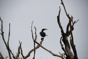 great cormorant bird in the delta