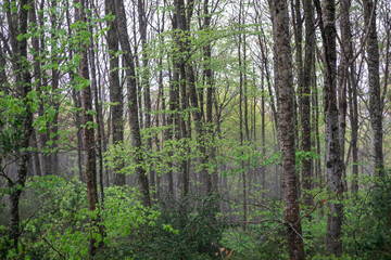 Bosque en una tarde de niebla, con las hojas verdes por el verano que acaba de iniciar, troncos entrelazados