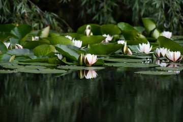 white water lilies on a lake