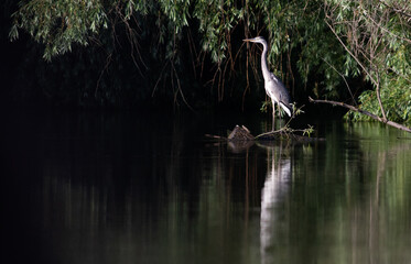 grey heron on a lake