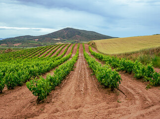 Fototapeta na wymiar Viña de la Rioja en pleno verano cuando las vides están en plenitud de hojas y empezando a mostrar las uvas