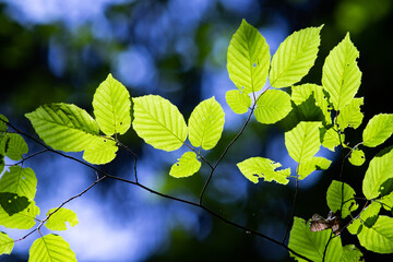 bright green leaves summer nature background