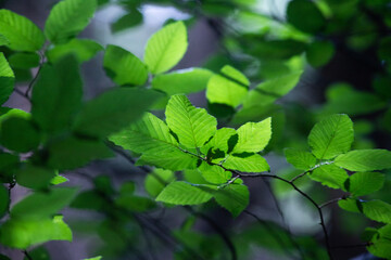 bright green leaves summer nature background