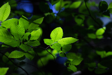 bright green leaves summer nature background