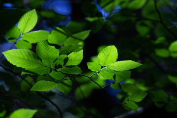 bright green leaves summer nature background