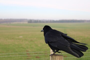 raven on the ground