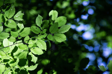 Fototapeta na wymiar bright green leaves summer nature background