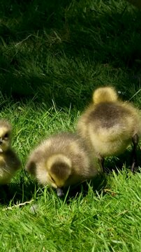 three Canada goose cubs chicks found a piece of bread trying to tear it with beak little newly born animals birds sitting in grass close up walking sharing food beautiful naturalistic video Vancouver